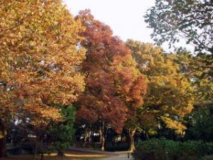 行田市の水城公園の紅葉