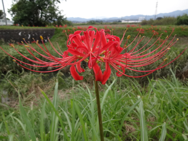 観察するほど奥深い 彼岸花 ヒガンバナ 埼玉県