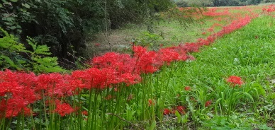 観察するほど奥深い 彼岸花 ヒガンバナ 埼玉県