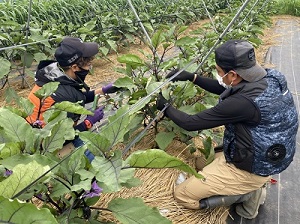 なす