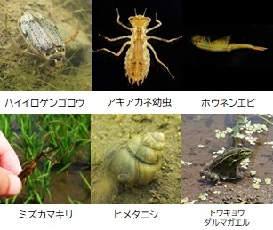 ハイイロゲンゴロウやホウネンエビ、トウキョウダルマガエルなどの水生生物の写真