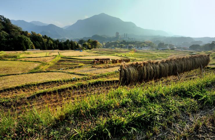 横瀬棚田