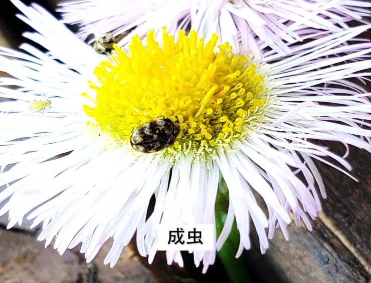 ヒメマルカツオブシムシ成虫