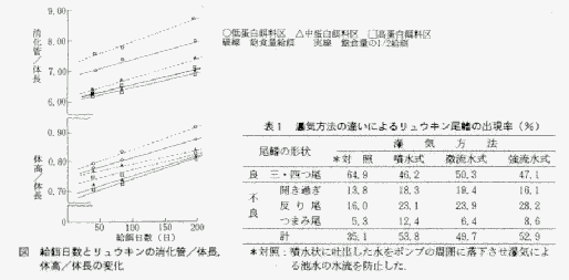 給餌日数とリュウキンの消化管と体長、体高と体長の変化の図と曝気方法の違いによるリュウキン尾鰭の出現率の表