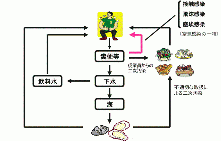 ノロウイルスの感染経路