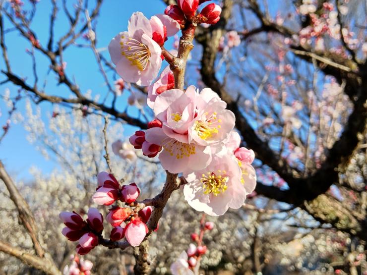 ピンク色のウメの花