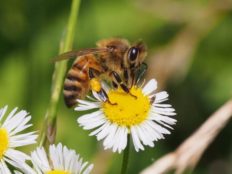 セイヨウミツバチの画像