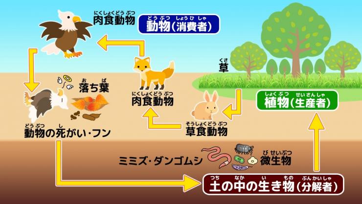 食物連鎖と生態系
