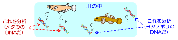 魚のDNA説明