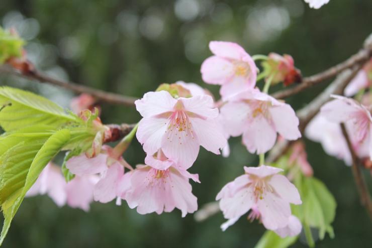 0320河津桜2