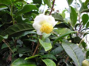 茶の花の写真