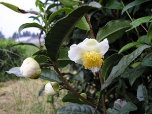 茶の花とつぼみ