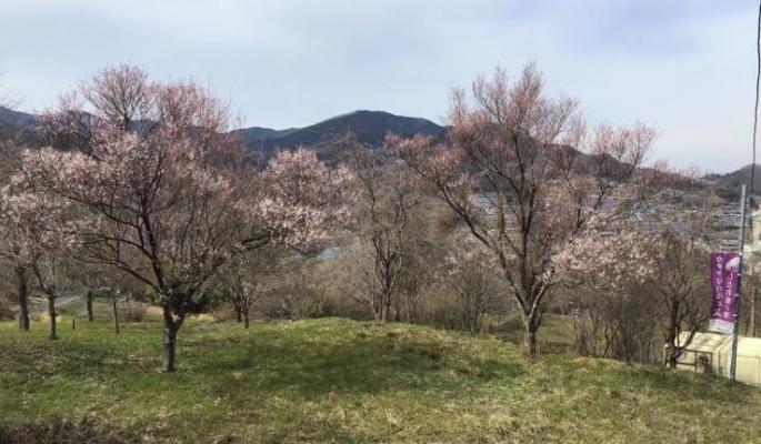 飯盛山桜