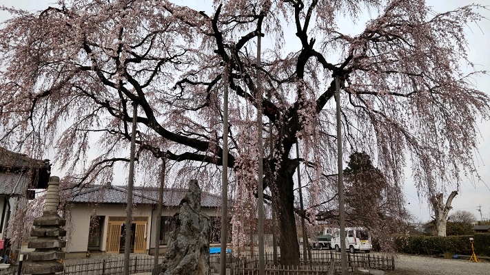 しだれ桜全景