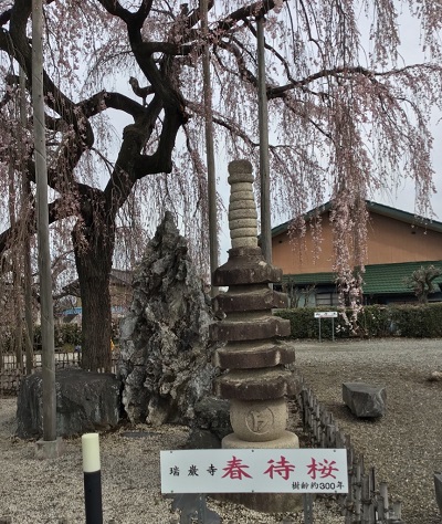 春待桜