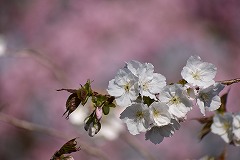 白い大輪を咲かせたタイハク満開