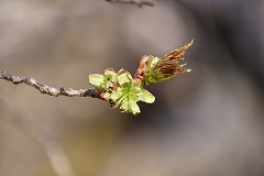 今にも開花しそうなギョイコウの緑色のつぼみ