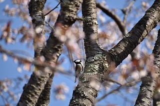 ヤマザクラにとまるシジュウカラ