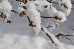 ソメイヨシノのつぼみに雪が積もる様子