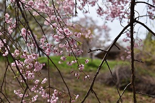 8分咲きとなったヤエベニシダレ