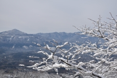 武甲山と雪化粧したソメイヨシノ
