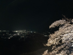 夜景とライトアップされたソメイヨシノ