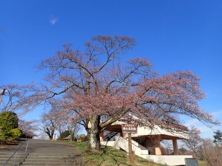 入口展望台横ソメイヨシノは1分咲き