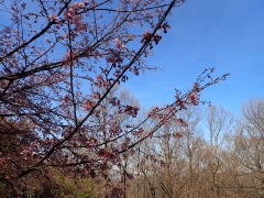 花の森オオカンザクラは5分咲きです