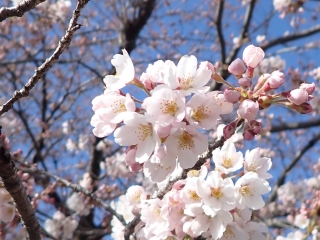 ソメイヨシノの花が続々と咲いています