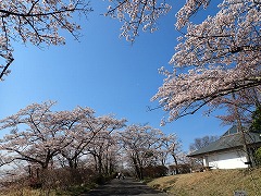 散り始めているエントランス広場周辺のソメイヨシノ