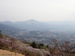 山頂展望台から見た秩父盆地とヤマザクラ