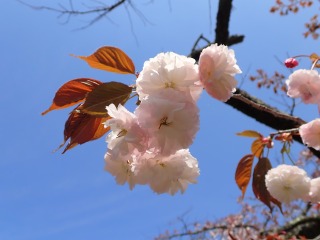 花びらが幾重にも重なるバイゴジジュズカケザクラ