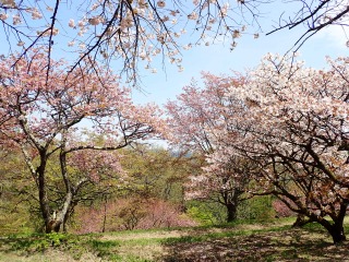 花の森の満開のヤエザクラ