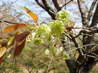 優しい緑色の桜ギョイコウ
