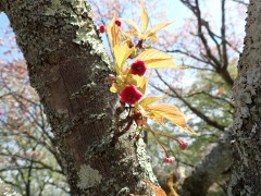 濃い紅色をしたキクザクラの蕾