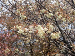 黄色い桜のウコン