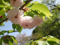 淡いピンク色で丸いボンボンのような花を咲かすヨウキヒ