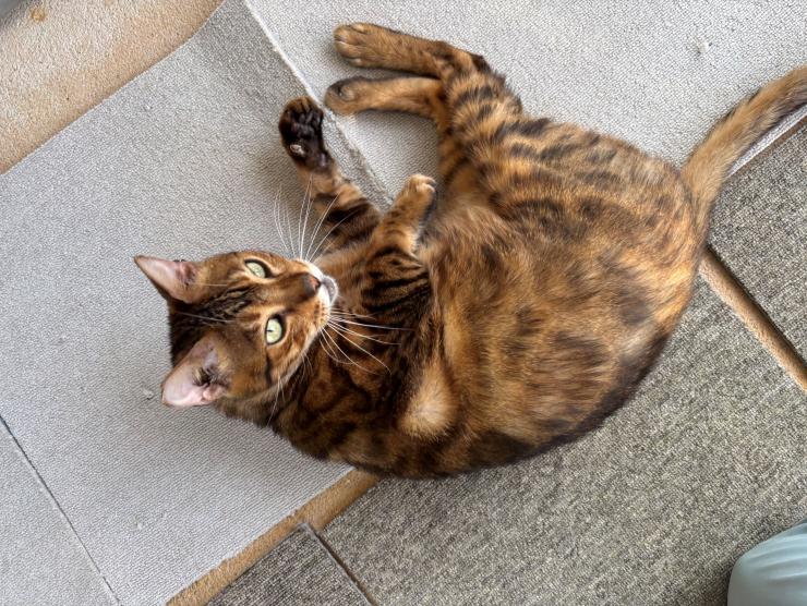 ten1_bengal