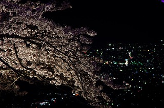 夜景とライトアップされるソメイヨシノ