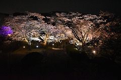 少し遠くから見たライトアップ