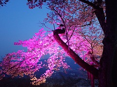 濃いピンク色に照らされるソメイヨシノ