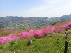 山をバックに満開のミツバツツジ