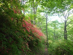3割程度花の残るヤマツツジ
