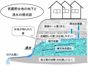 武蔵野台地の湧水模式図の画像