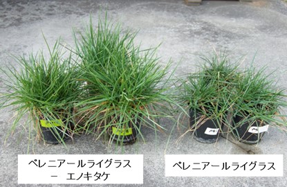 有用植物―菌類複合修復システムの構築試験の様子