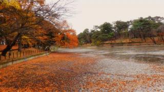 池のおちば