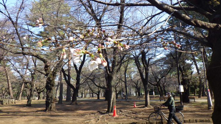 サクラ3月15日