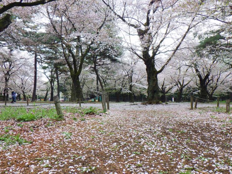 葉桜5
