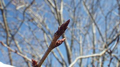 桜の冬芽のアップの写真
