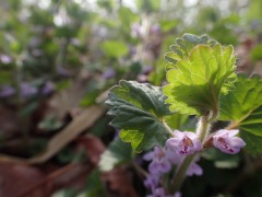 紫色をした小さなカキドオシの花